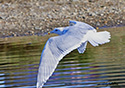 Larus glaucescens